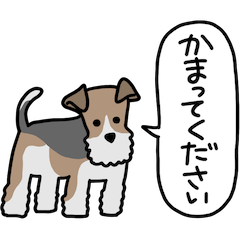 Pretty Wire Fox Terrier 1