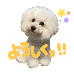 bichon_haku1