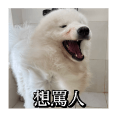 陳圓圓在莫名其妙2