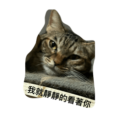 奶茶們