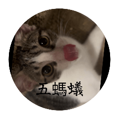 超卡哇伊的貓貓