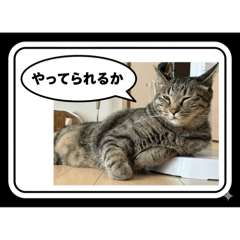 daizo_20251016121028
