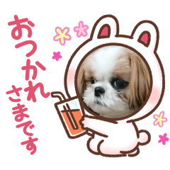 harupiko_20251016160025