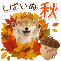 大人かわいい秋の癒し柴犬