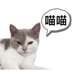 布丁小貓咪喵