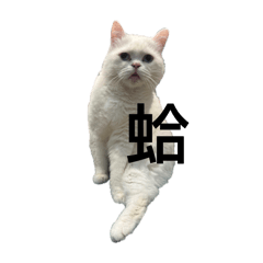 傻貓ㄆㄧㄚˊ