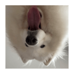 陳圓圓在莫名其妙3