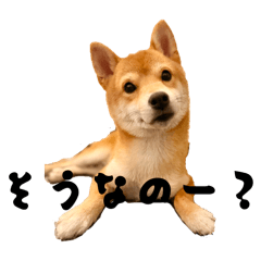 mameshibauni_20251016163743