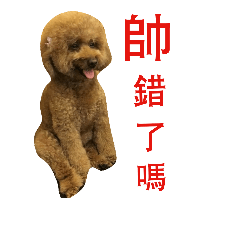 Di  dog