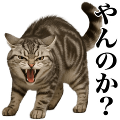 煽る！ネコ