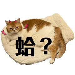 Softriot_20251016174802