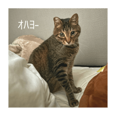 mokota_20251016231106