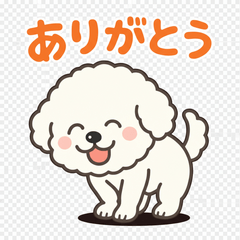 Fluffy Bichon!