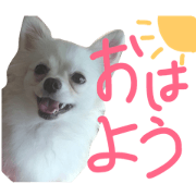 pome!miruku