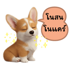 Corgi Doggie