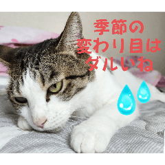 A tsundere but adorable  cat