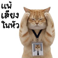 แมวส้มส้ม ❤️ ตัวตึงออฟฟิศ