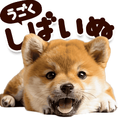 【動く】しばいぬ