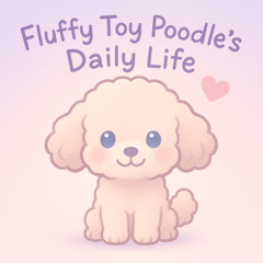 Fluffy Toy Poodle's Daily Life!