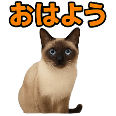 Realistic Siamese cat1