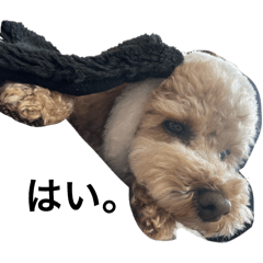 seena_20251017134915