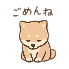 SHIBA family!