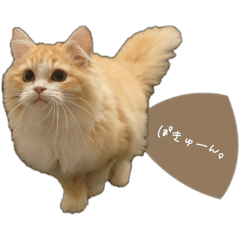 kinako_20251017140057