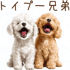 トイプー兄弟、今日も元気!