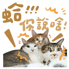 Tea egg bawan Fanfan healing daily life – LINE stickers | LINE STORE