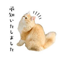 kinako_20251017154826