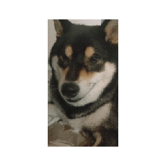 良い日　柴犬　黒柴　癒し　毎日