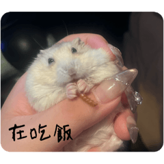 我是薯餅（更新）