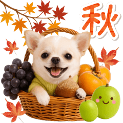 大人かわいい秋の癒しチワワ