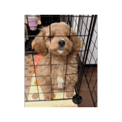 tsubomi_20251017194647