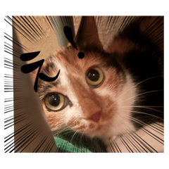 Akiko_20251017185135