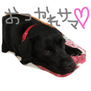 Labrador Retriever Moana