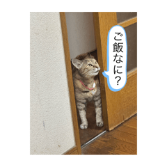 non_20251018002607