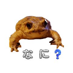 kupo_20251017194547