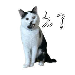 nekonodorei_20251017210513