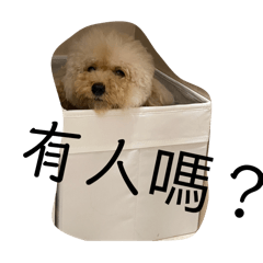 奶油貴賓の生活5