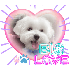 可愛多比的日常