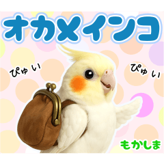 オカメインコの日常。