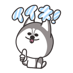 シベリアンハスキーの蓮田さん