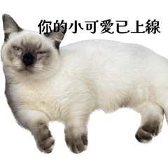 哈娜小公主 像狗狗的短腿小貓