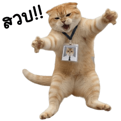 บิ๊ก แมวส้มส้ม ❤️ ตัวตึงออฟฟิศ