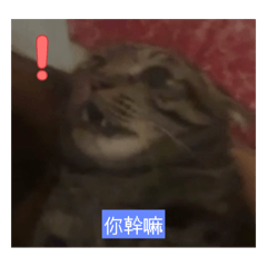 我妹的貓不愛我