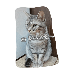 tomasio_20251017222222