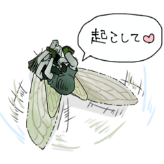 The distinctive Minmin cicada.