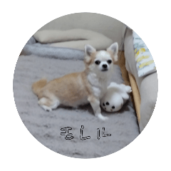 ayame_20251018133526