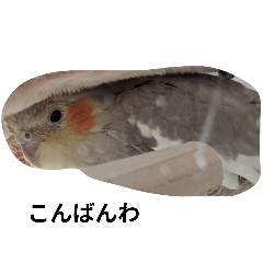 koko_20251018123534